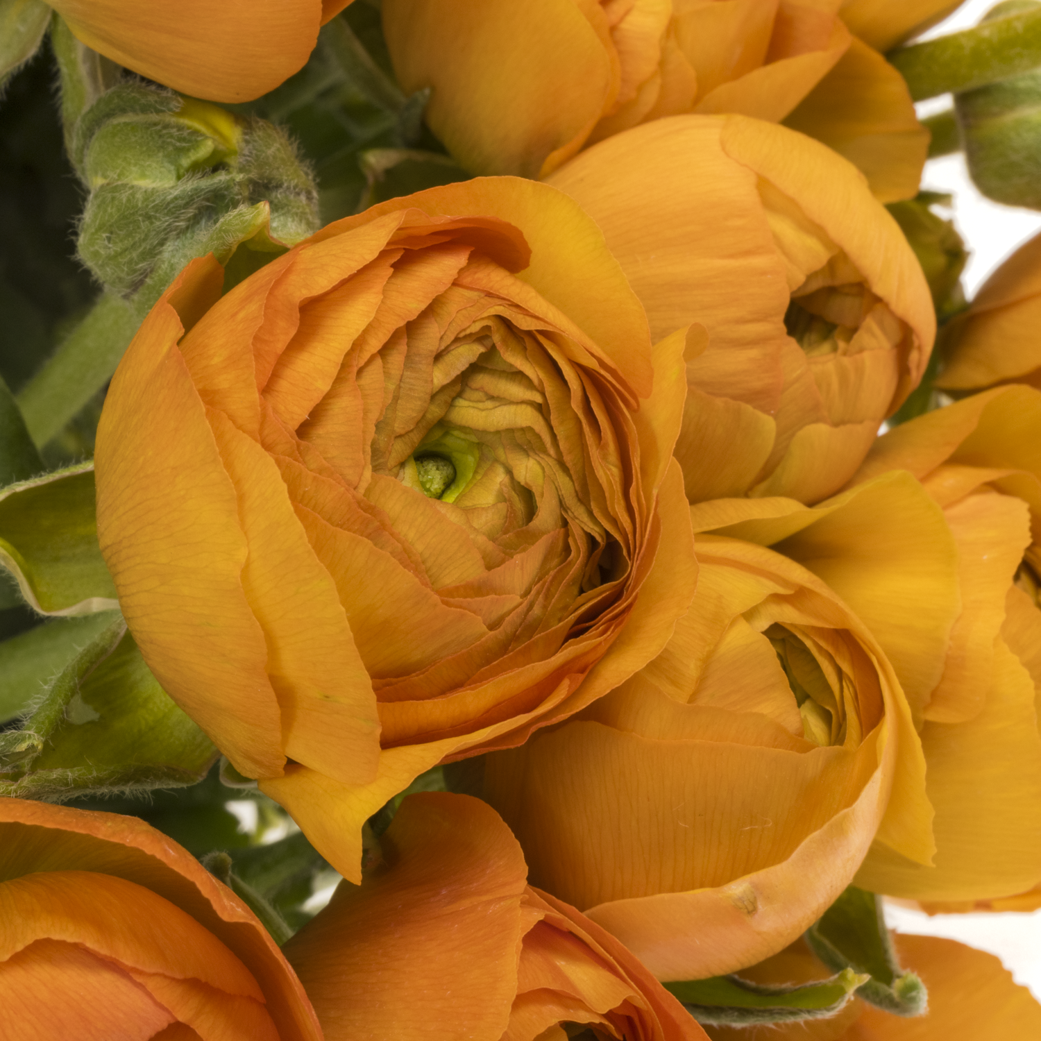 Ranunkel h.orange Elegance Italie 40cm 40 Gramm x 30