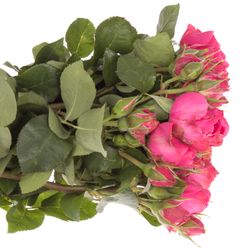 Rosa Freiland pink Madame Chou 50cm 4+Blüte