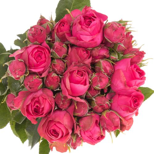 Rosa Freiland pink Madame Chou 50cm 4+Blüte