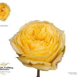 Rose gelb Catalina 50cm