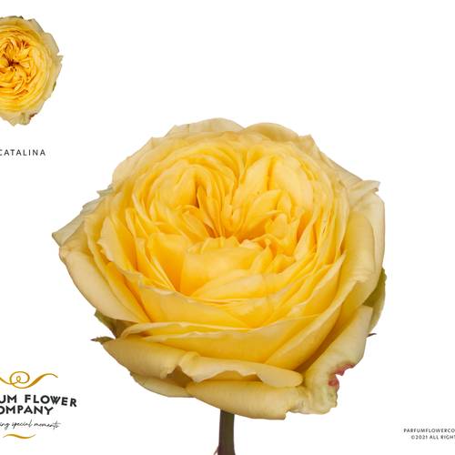 Rose gelb Catalina 50cm