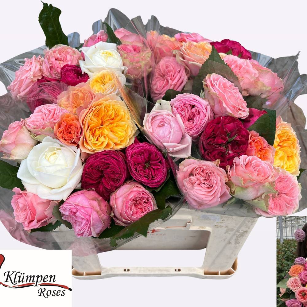 Rose gemischt Garten 30cm