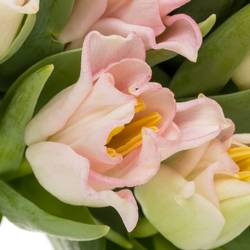 Tulpe rosa Crown Dynasty 44 Gramm