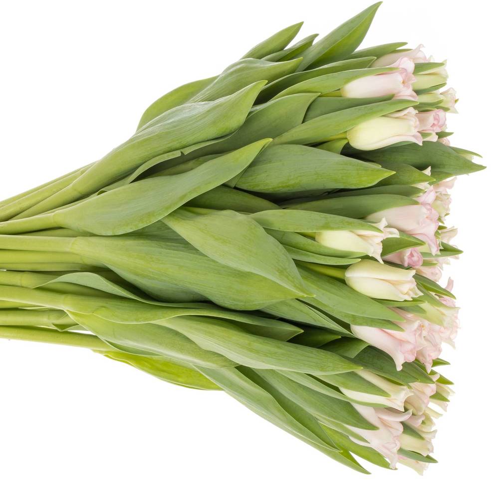 Tulpe rosa Crown Dynasty 44 Gramm