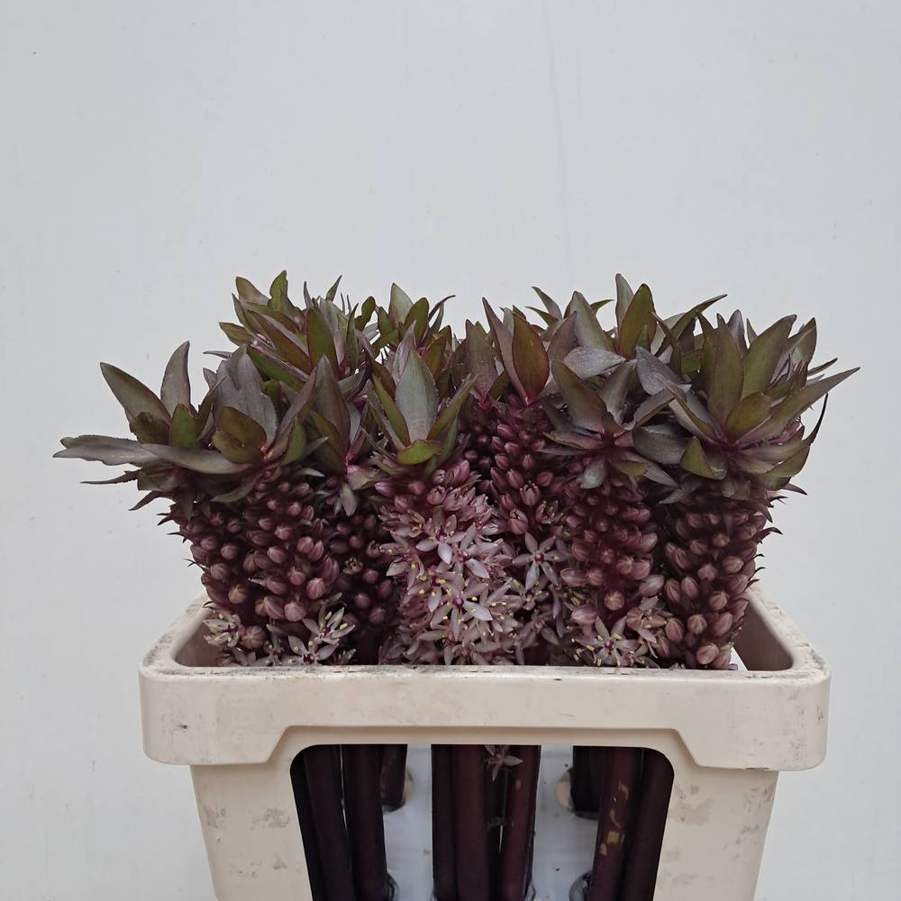 Eucomis lila Indian Summer 55cm