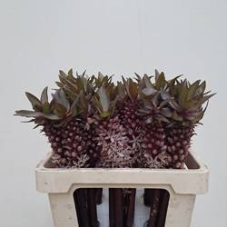 Eucomis lila Indian Summer 55cm