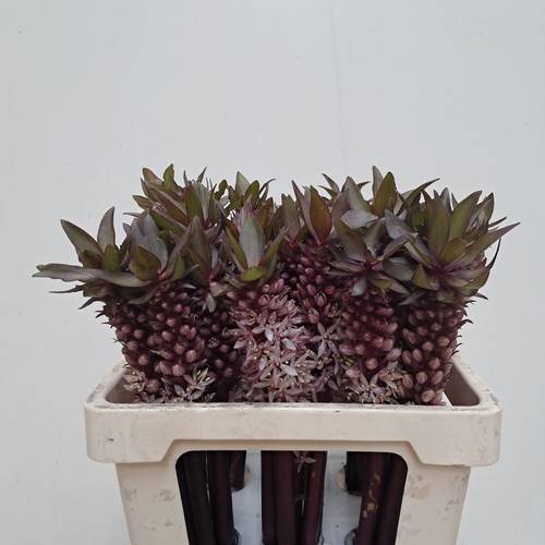 Eucomis lila Indian Summer 55cm