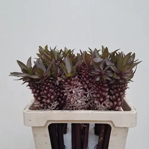 Eucomis lila Indian Summer 55cm
