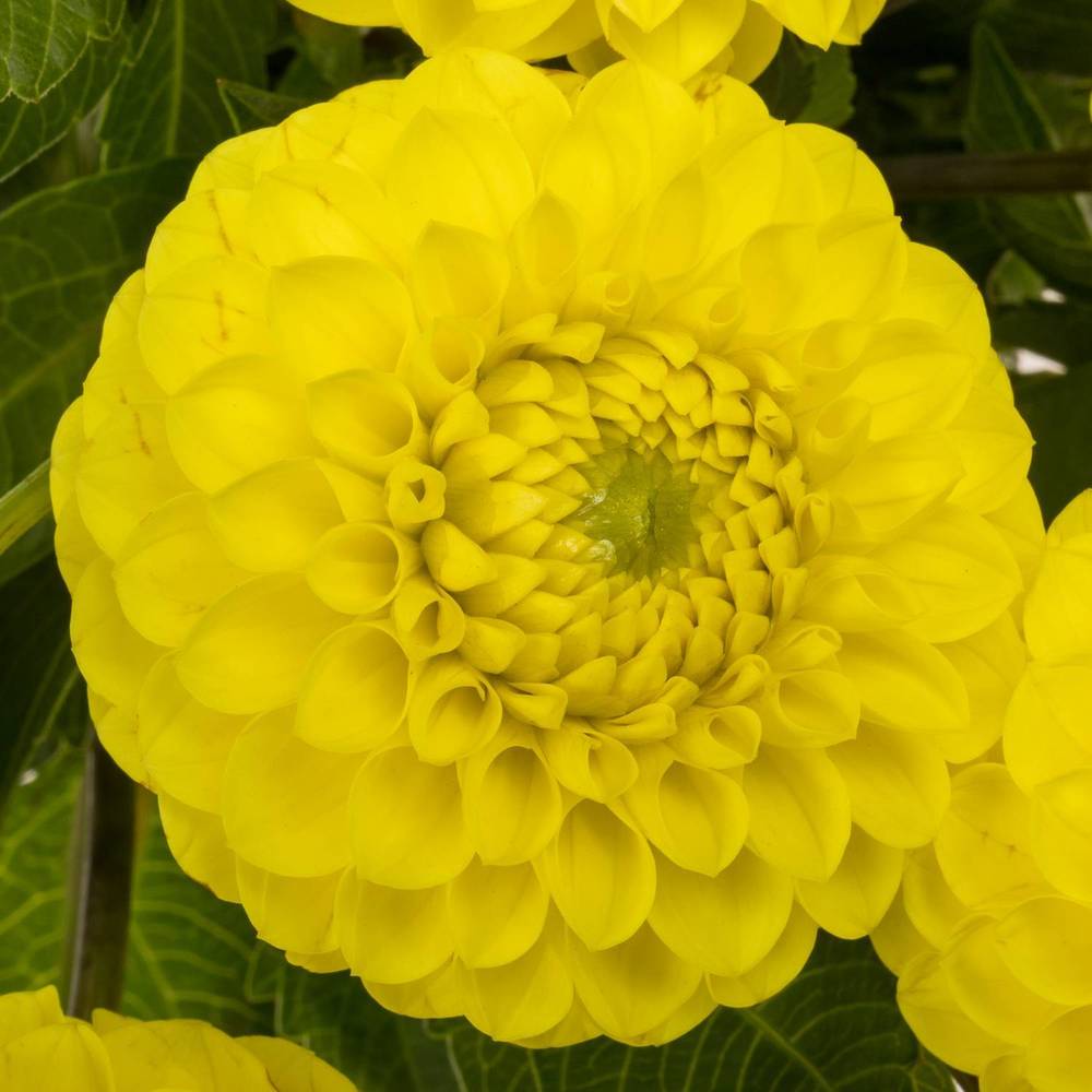 Dahlia gelb 55cm