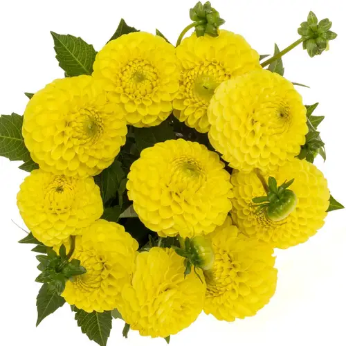 Dahlia gelb 55cm
