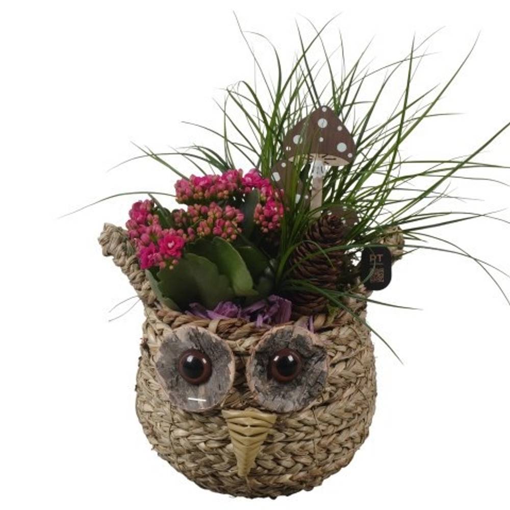 Carex.Arr PTHI3307 Herbst T18 H034
