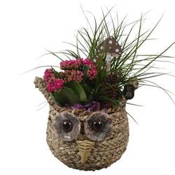 Carex.Arr PTHI3307 Herbst T18 H034
