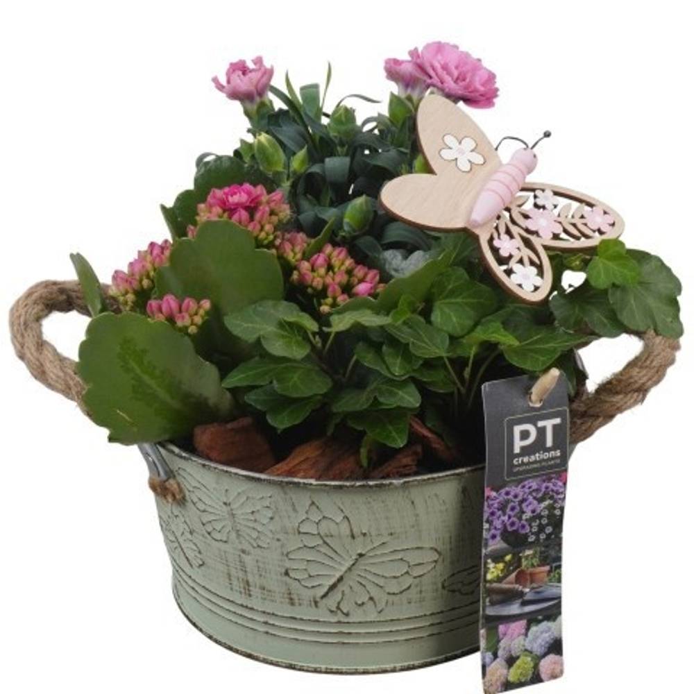Garten.Arr PTPP6824 T16 H020
