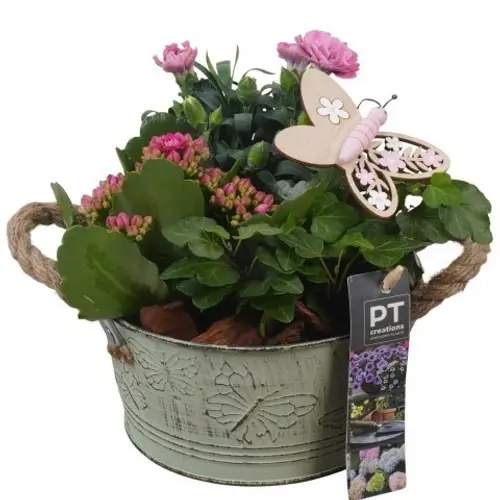 Garten.Arr PTPP6824 T16 H020