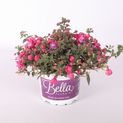 Fuchsia Maria T17 H30