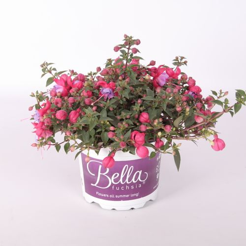 Fuchsia Maria T17 H30