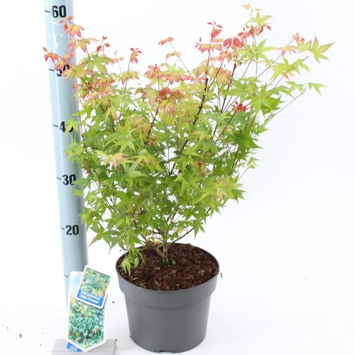 Acer Pal. Little Princess T19 H60