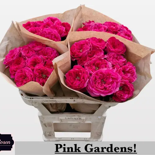 Rose fuchsia Pink Gardens gefüllt 70cm