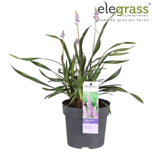 Liriope Ingwerse T14 H40