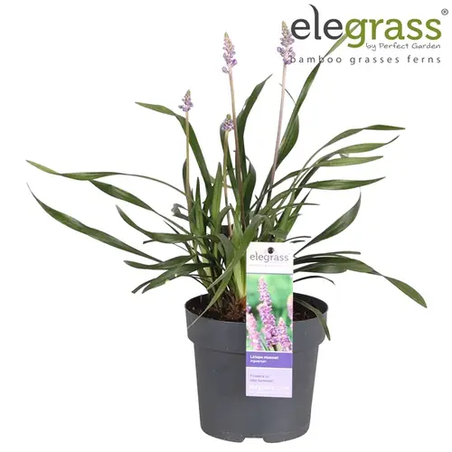 Liriope Ingwerse T14 H40