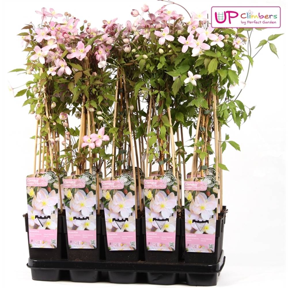 Clematis Fragran T15 H65