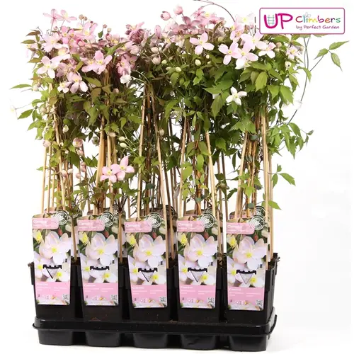 Clematis Fragran T15 H65