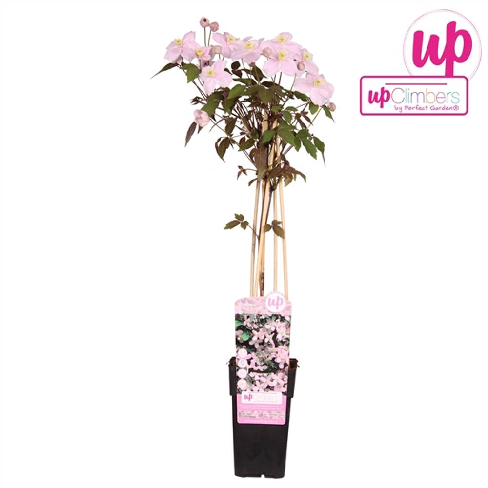 Clematis Fragran T15 H65