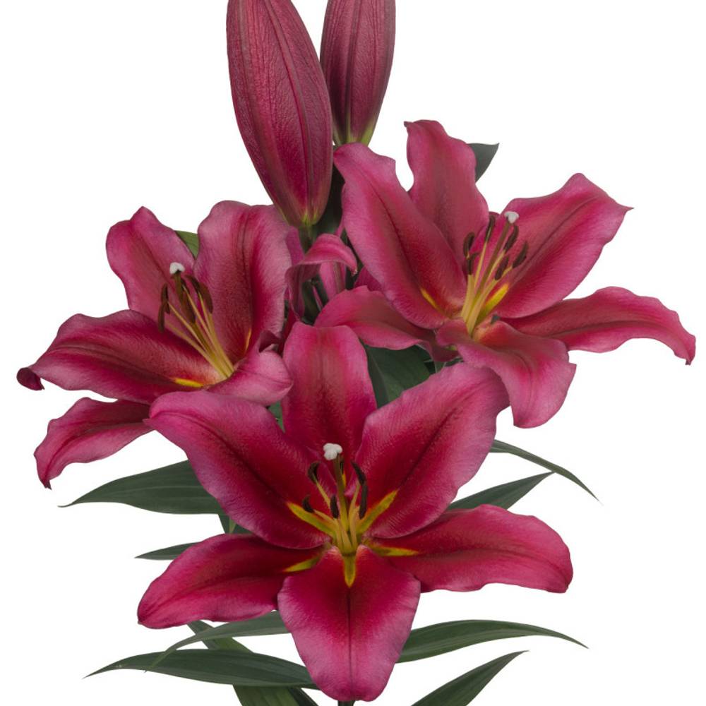 Lilie orientalisch fuchsia-weinrot Invictus 4+ 90cm