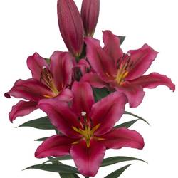 Lilie orientalisch fuchsia-weinrot Invictus 4+ 90cm