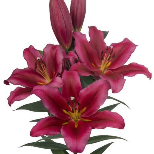 Lilie orientalisch fuchsia-weinrot Invictus 4+ 90cm