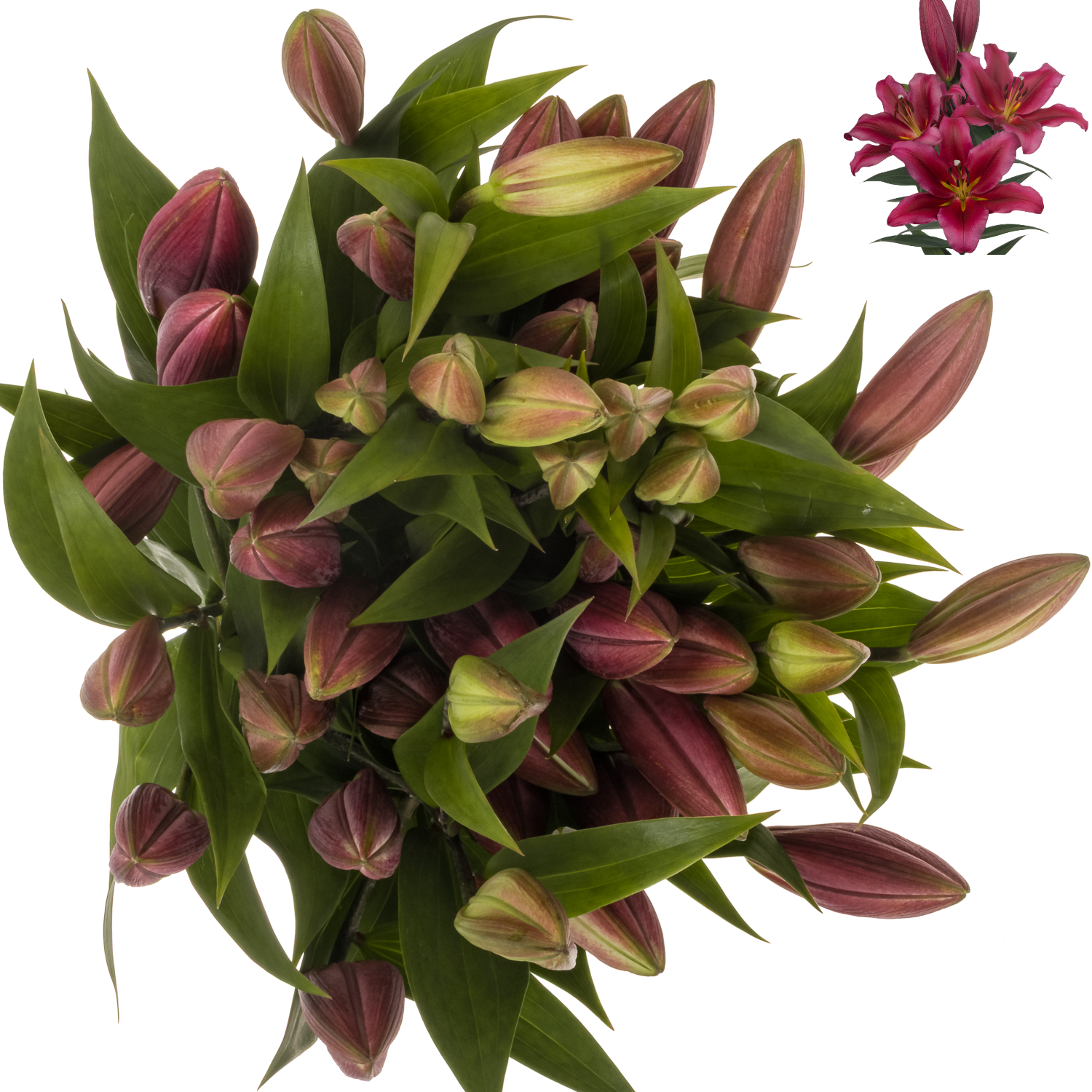 Lilie orientalisch fuchsia-weinrot Invictus 4+ 90cm