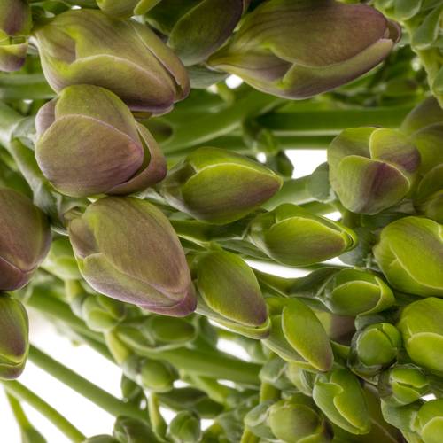 Freesie pink gefüllt Romantica 18 Gramm