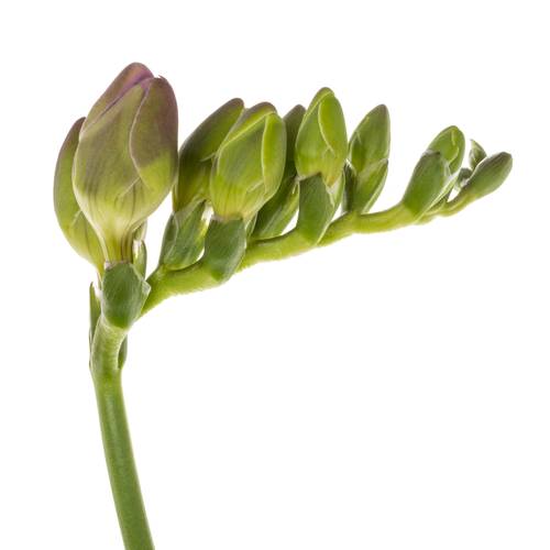 Freesie pink gefüllt Romantica 18 Gramm