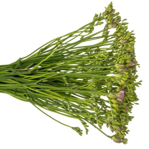 Freesie pink gefüllt Romantica 18 Gramm