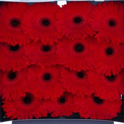 Gerbera rot Dynamic