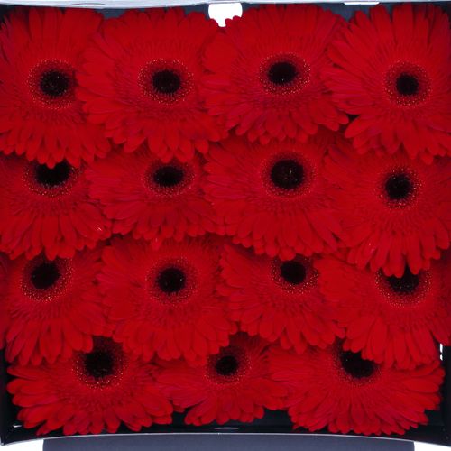 Gerbera rot Dynamic
