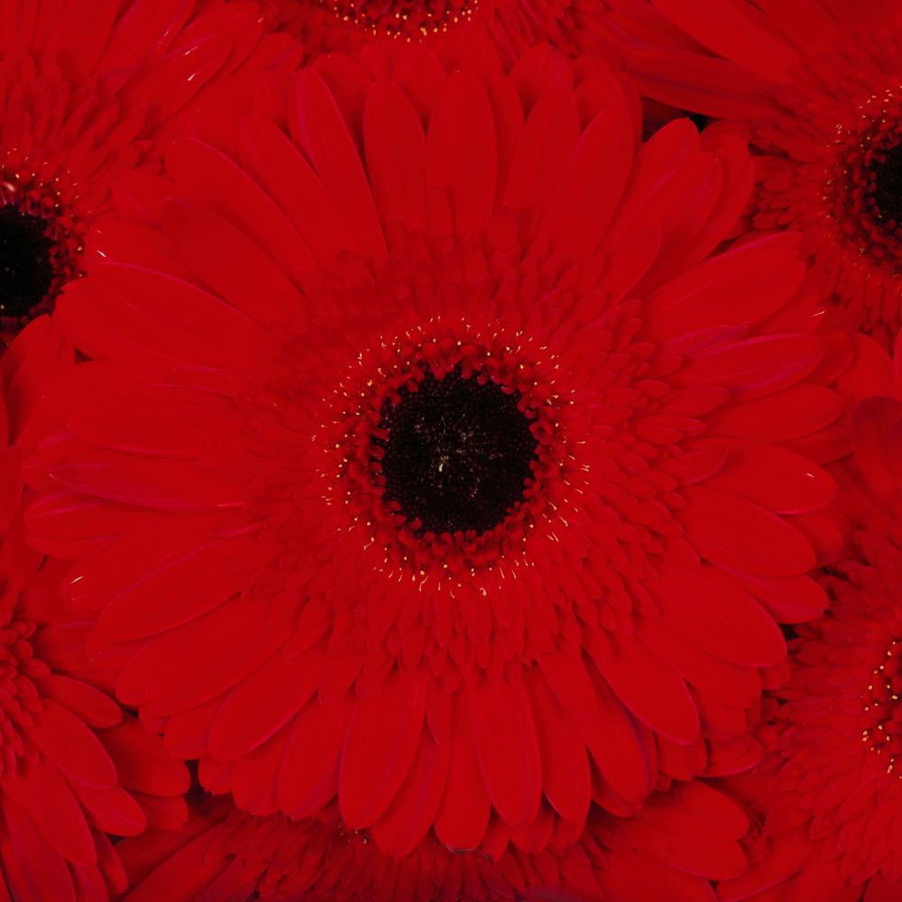 Gerbera rot Dynamic
