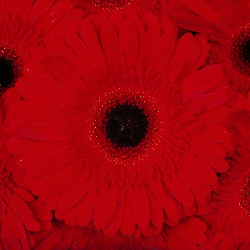Gerbera rot Dynamic