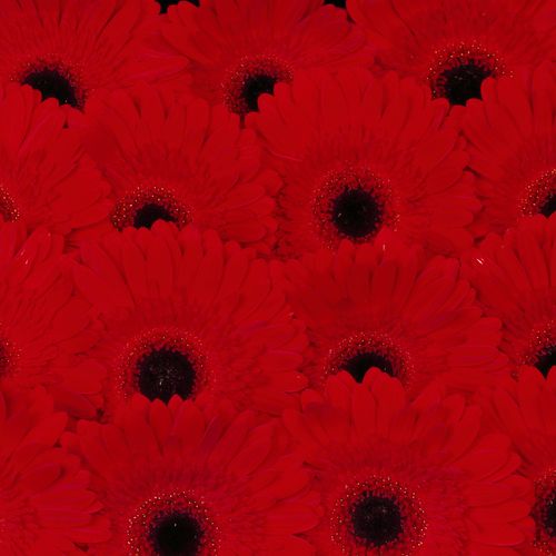 Gerbera rot Dynamic