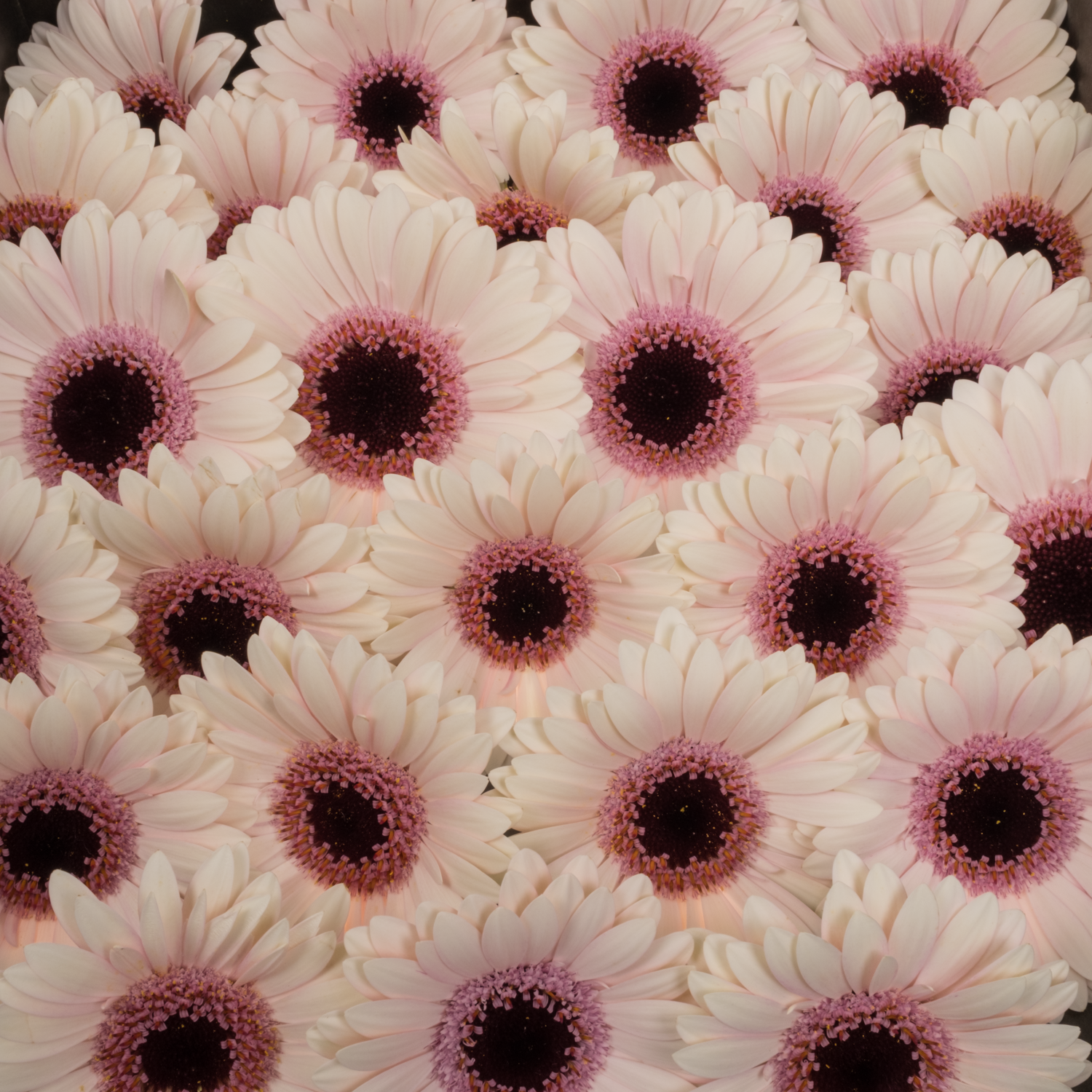 Germini hell rosa Abby Lou