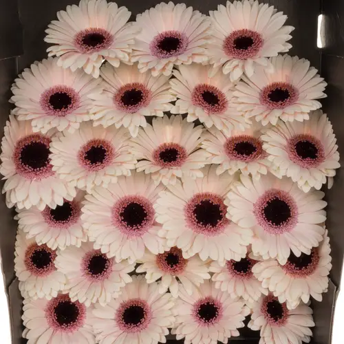 Germini hell rosa Abby Lou