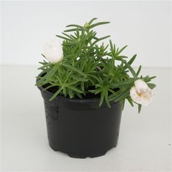 Portulaca weiss T09 H10