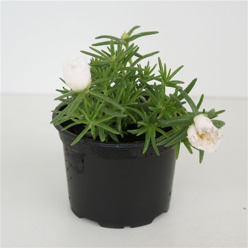 Portulaca weiss T09 H10