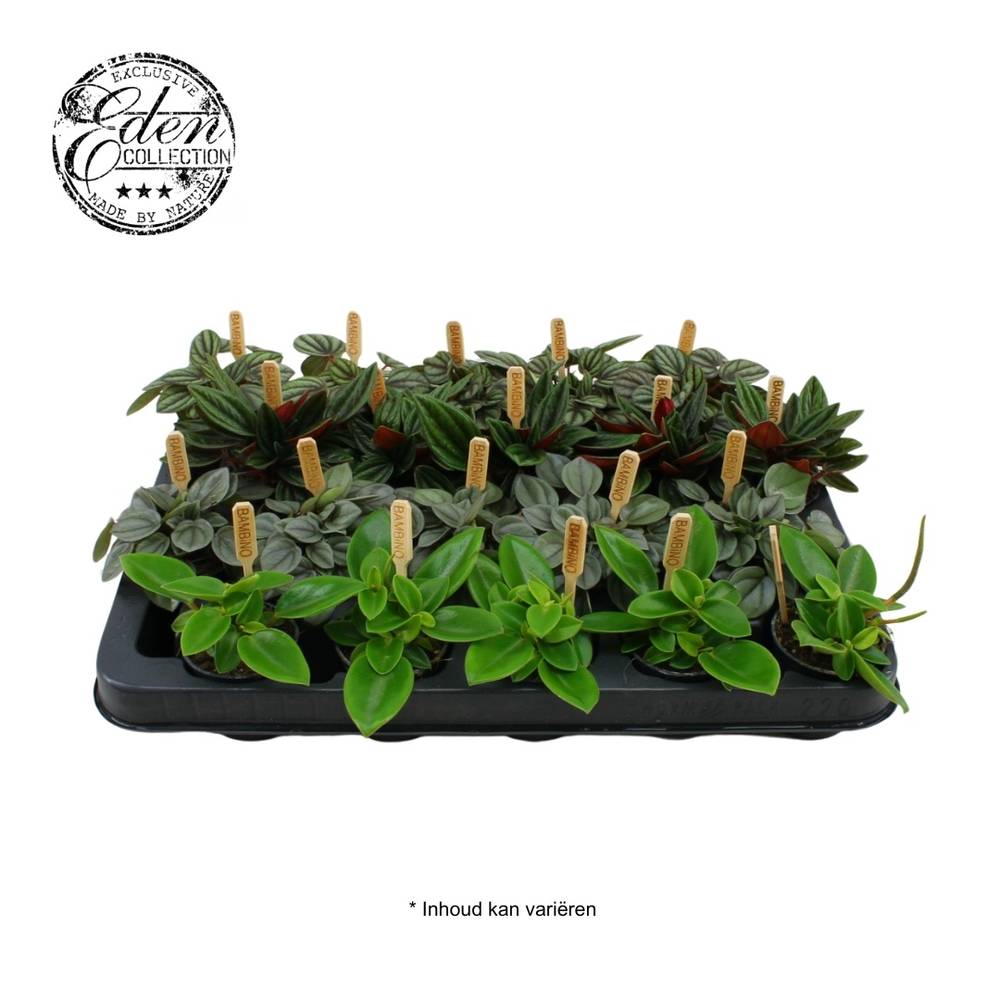 Peperomia Mini mix T05,5 H10