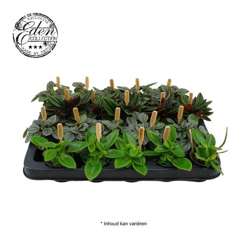 Peperomia Mini mix T05,5 H10