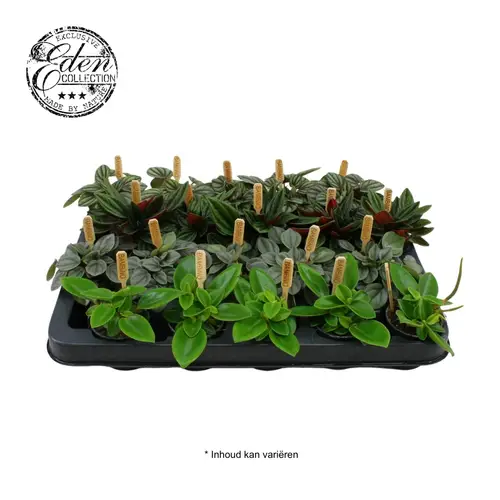 Peperomia Mini mix T05,5 H10