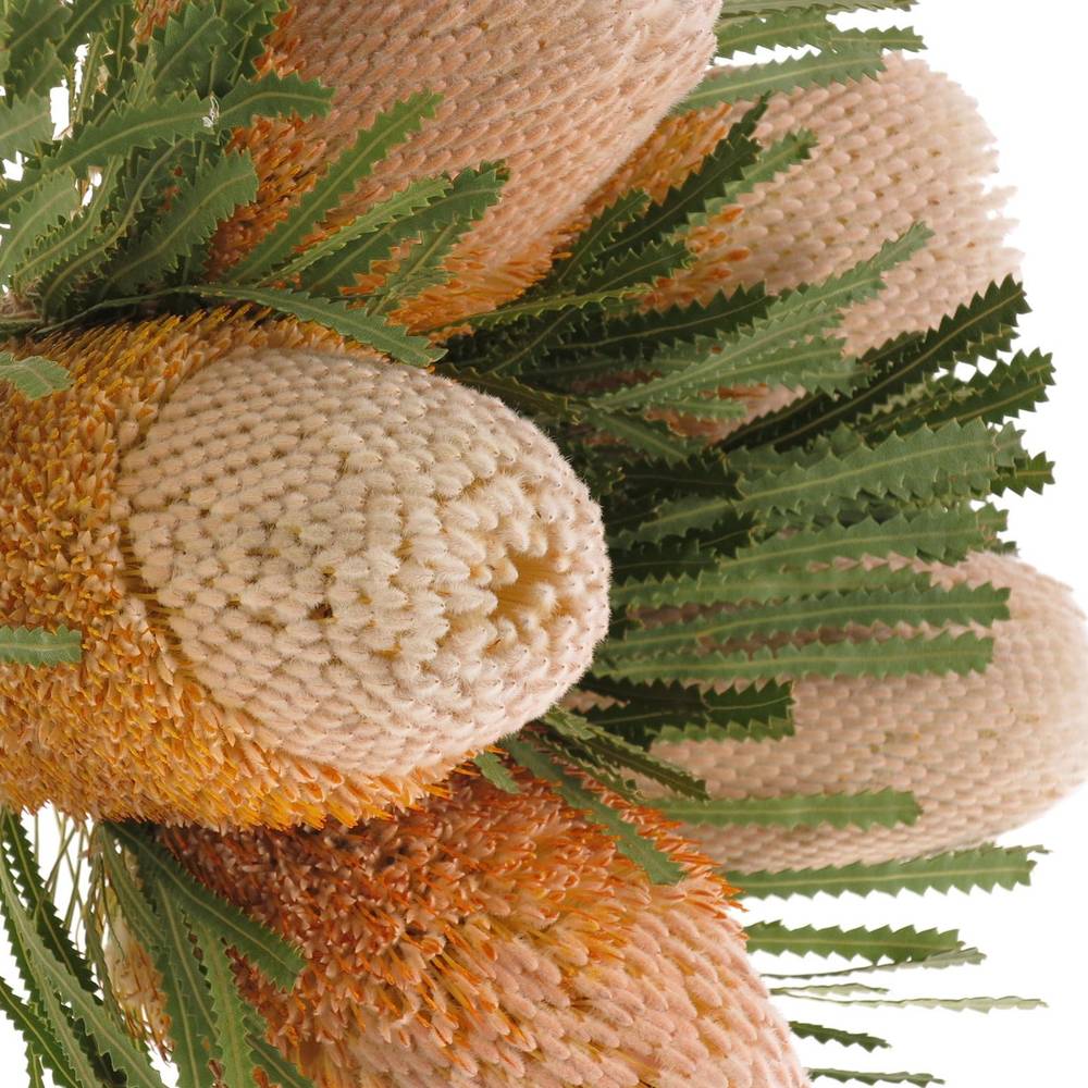 Banksia Hookeriana 50cm