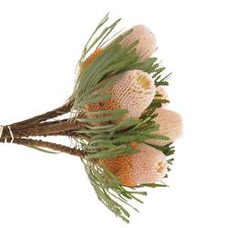Banksia Hookeriana 50cm