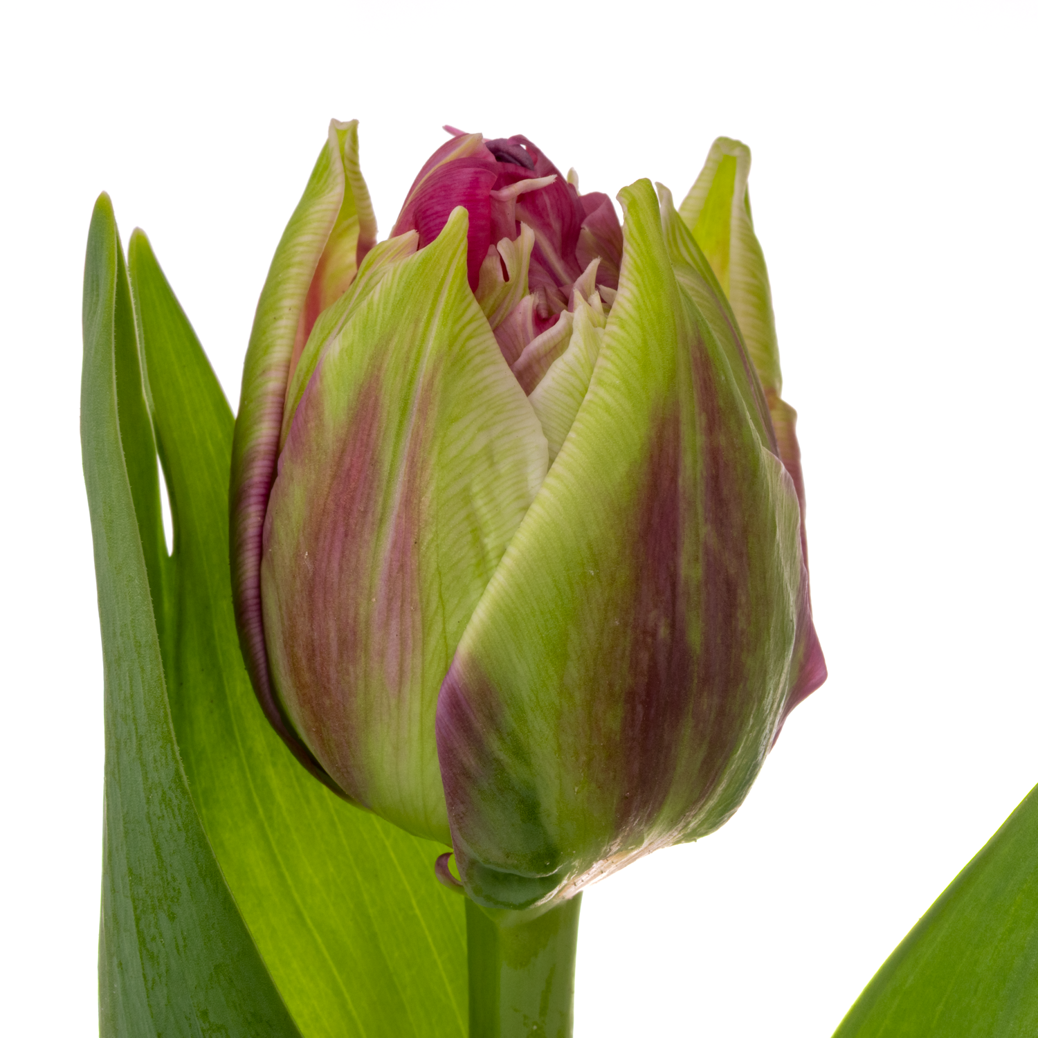 Tulpe rosa doppel Wicked Duin 44 Gramm