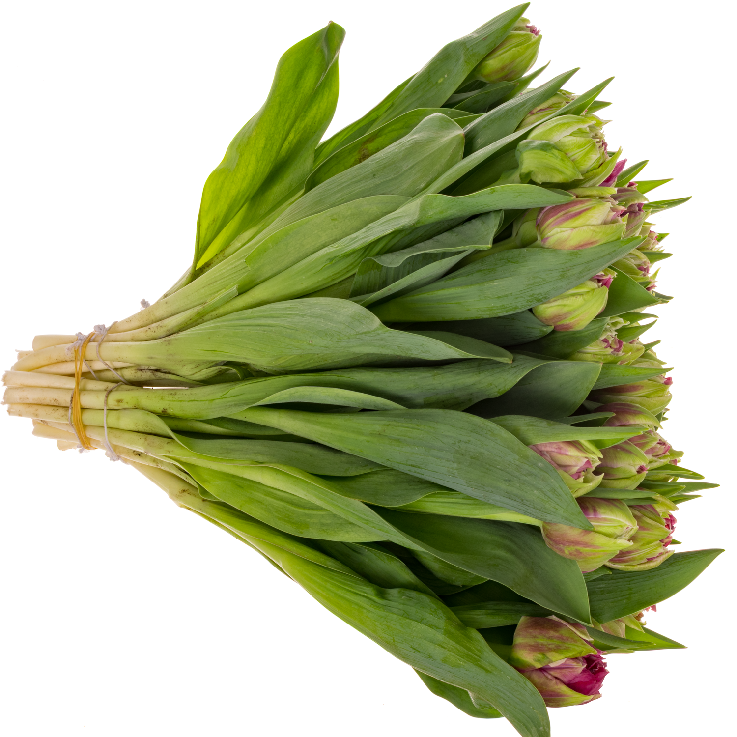 Tulpe rosa doppel Wicked Duin 44 Gramm